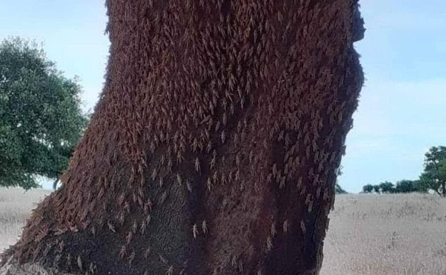 cavallette a bultei (foto coldiretti nord sardegna)