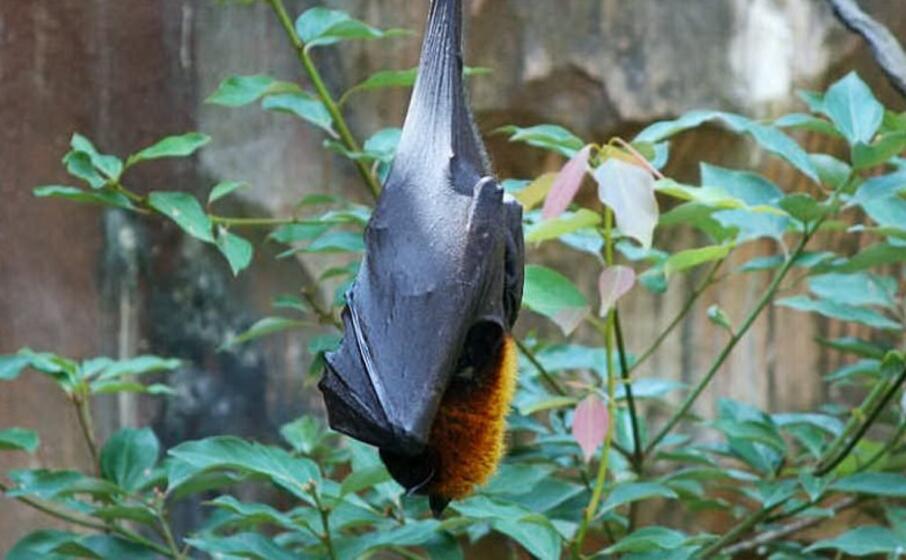 pipistrello (foto www pixabay com)