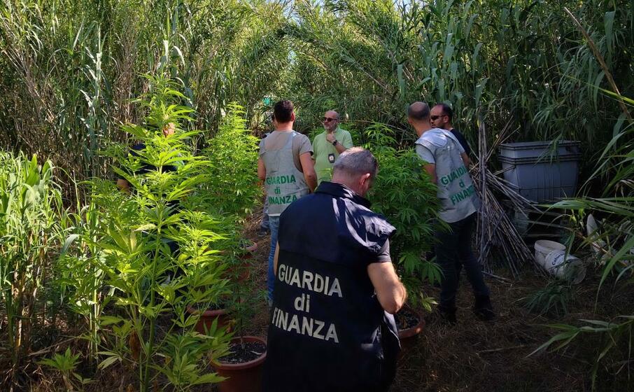 la piantagione (foto guardia di finanza)