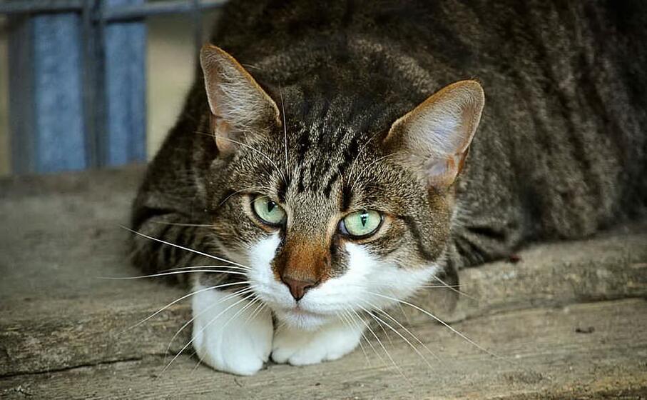 Gatto con virus rarissimo morde la padrona: il ministero avvia le indagini Gatto con virus rarissimo morde la padrona: il ministero avvia le indagini