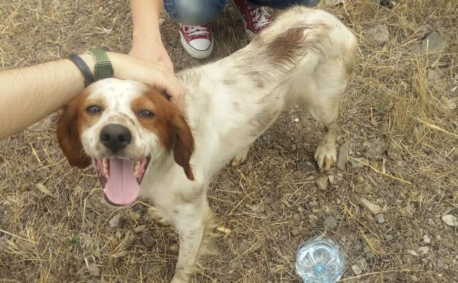 il cane salvato (foto pintori)