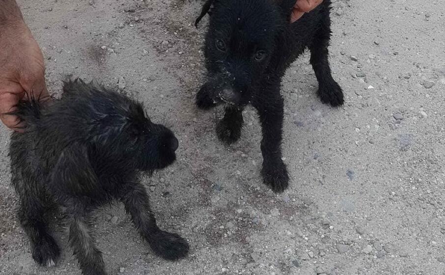 i cagnolini salvati (foto pinna)