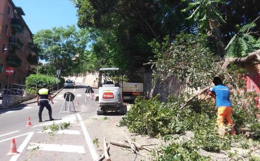 il ramo crollato (foto polizia municipale)
