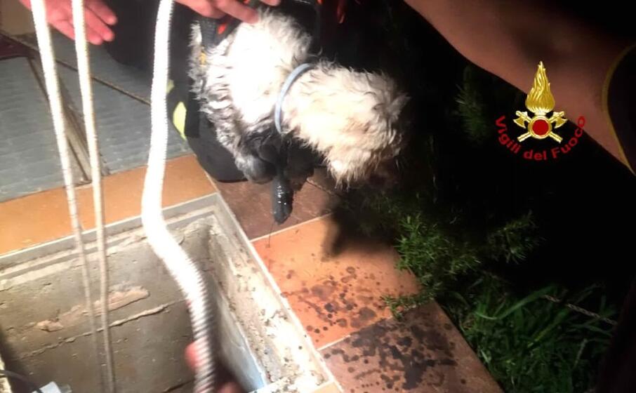 il cane salvato (foto vigili del fuoco)