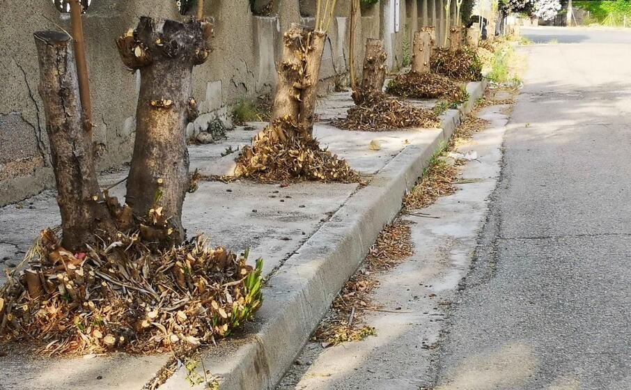 il viale alberato (foto inviata dal lettore)