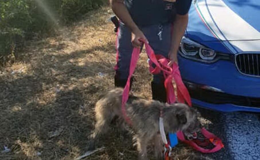 la polizia stradale di laconi e il cane salvato (foto l unione sarda pintori)
