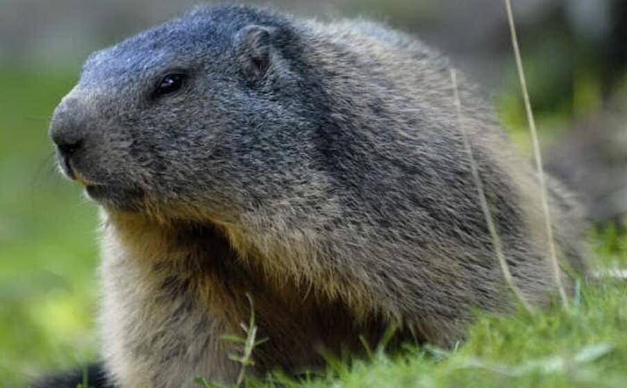 una marmotta (foto da google)