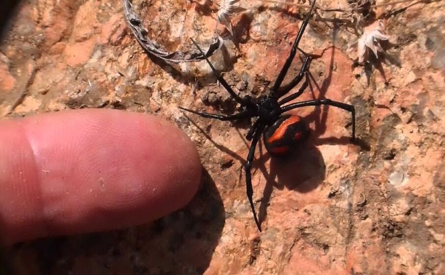 l argia un ragno che pu provocare gravi danni con il suo morso