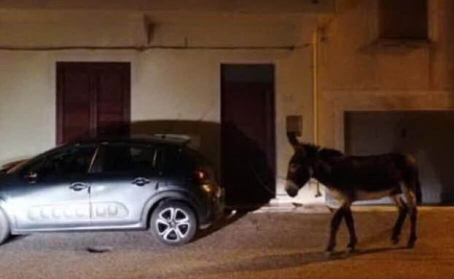 l asinello di fronte alla casa del parroco (foto orbana)