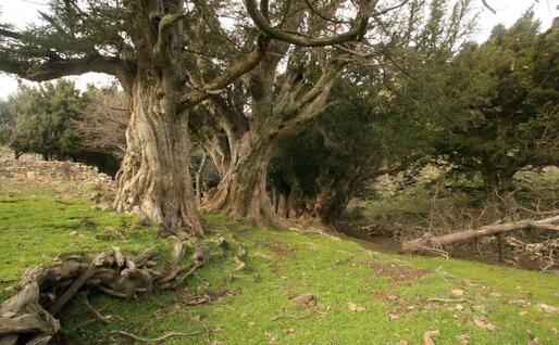 Un tasso millenario a Tedder' - Arzana (archivio L'Unione Sarda - E. Loi)