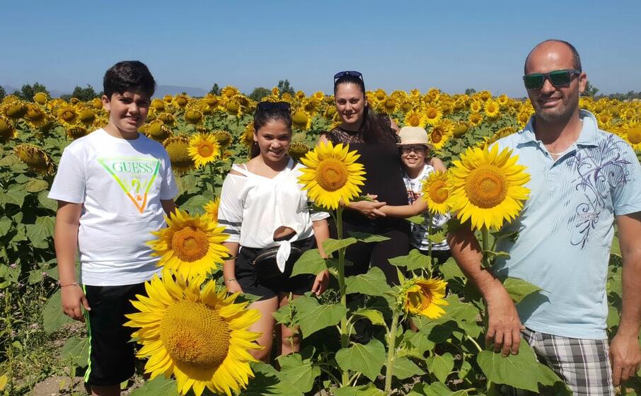la famiglia di maio nel campo dei girasoli di mogoro (foto a pintori)