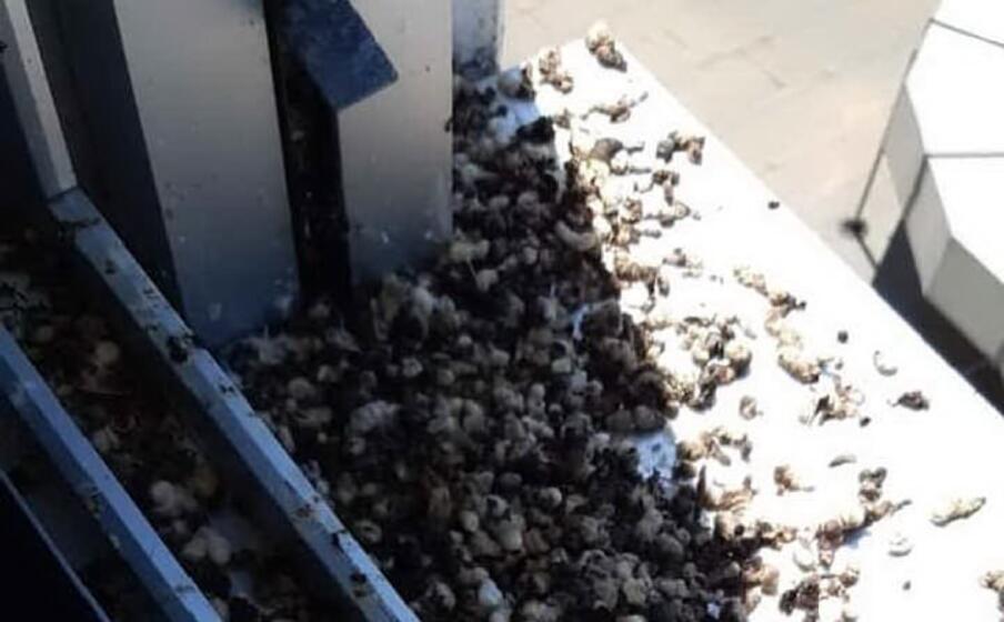 la foto del davanzale pieno di escrementi di volatili (foto concessa da nicola succu)