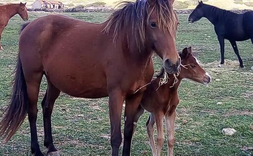 Il puledro guarito (foto concessa)