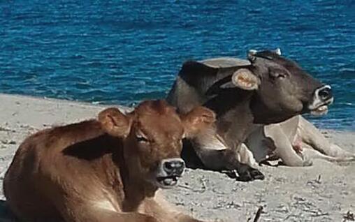 Bovini in spiaggia in Ogliastra (Loi)