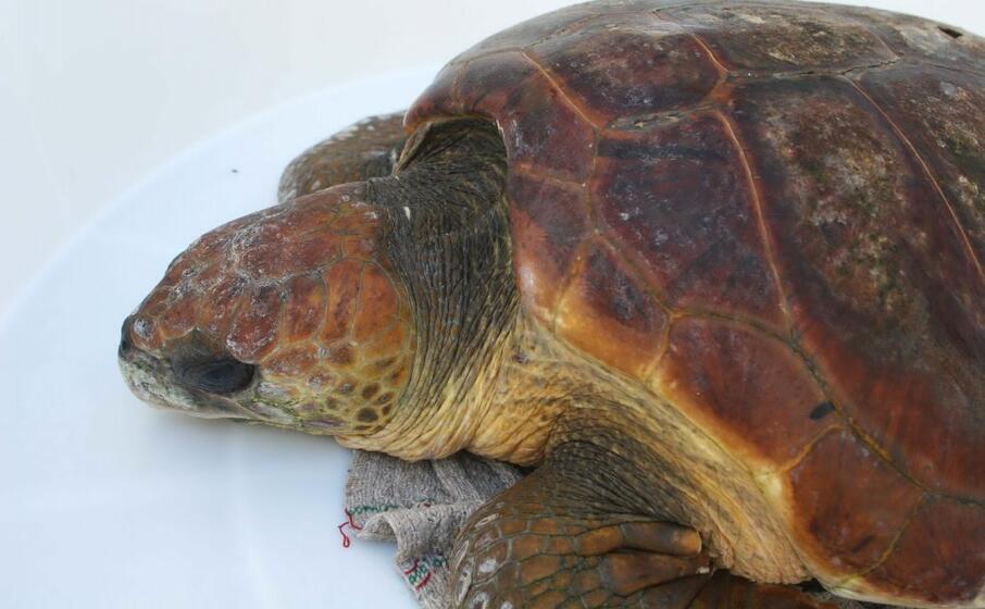 una caretta caretta (archivio l unione sarda)