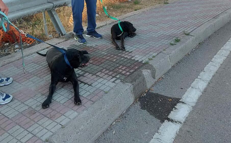 i due cani (foto polizia municipale)