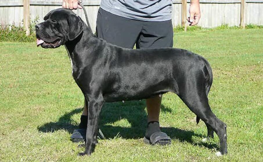 un cane di razza corsa (foto wikipedia)