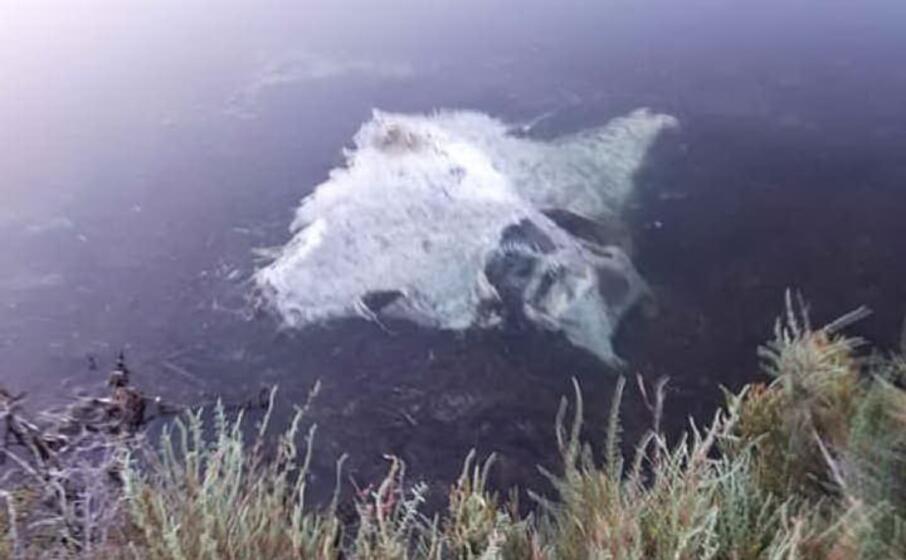 la carcassa di manta nello stagno (foto tellini)