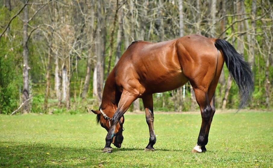 un cavallo al pascolo (archivio l unione sarda)