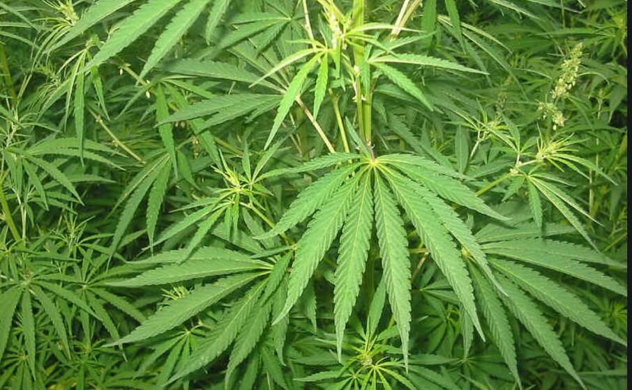 cannabis (foto da google)
