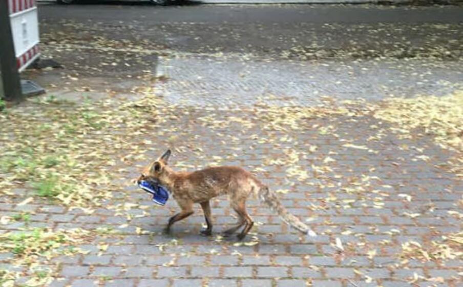 la volpe (foto da facebook felix hackenbruch)
