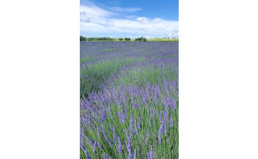Il campo di lavanda a Riola Sardo (foto concessa da Elvio Sulas)