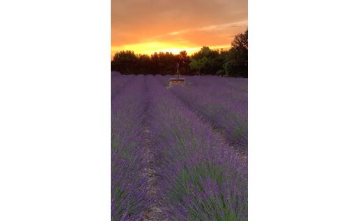 La lavanda a Riola (foto concessa da Elvio Sulas)