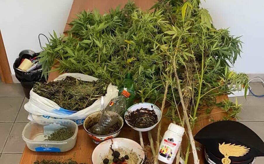 那所房子的气味太多 40岁的uta因种植大麻而被捕 L Unione Sarda It 那所房子的气味太多 40岁的uta因种植大麻而被捕 L Unione Sarda It