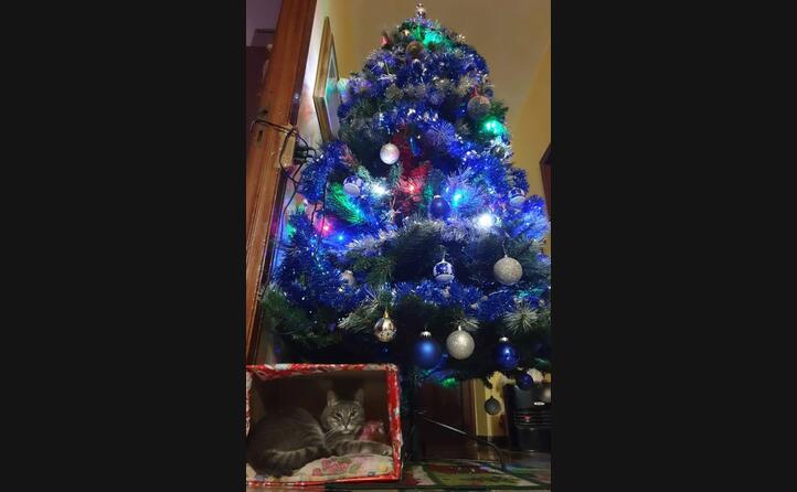 l albero di natale da cinzia e tigro carbonia