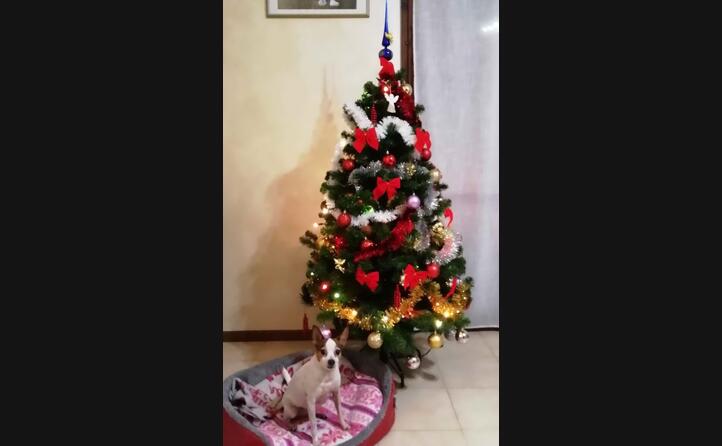 lara e l albero di natale dalla famiglia atzori sechi da garlate lecco