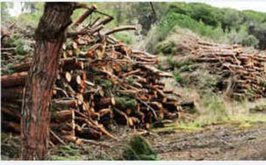 (foto corpo forestale)