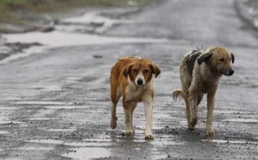 immagine simbolo (foto ansa)