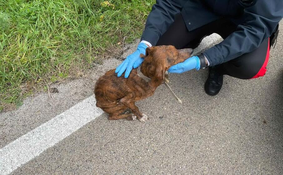 il cane salvato (foto carabinieri)