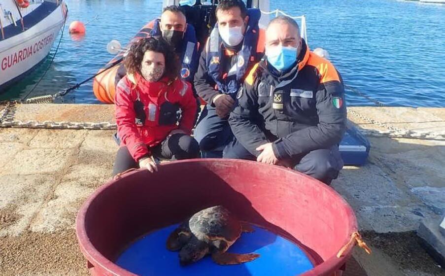 la tartaruga (foto concessa)