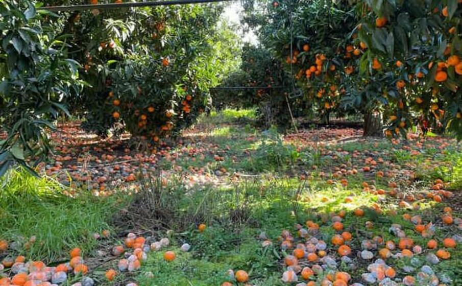 agrumeti a villacidro (ansa)