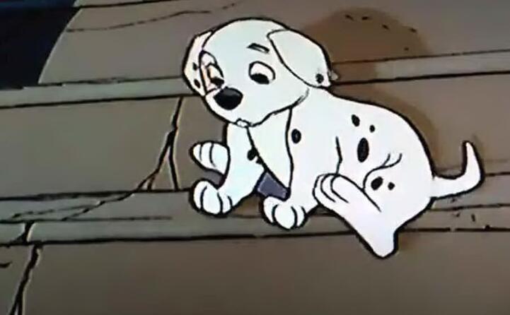 uno dei cuccioli di dalmata