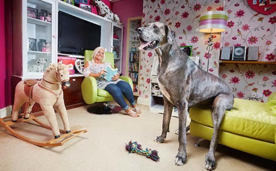 Abschied von der Deutschen Dogge Freddy, dem größten Hund der Welt L