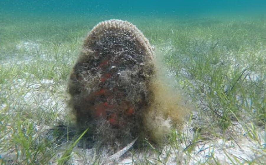 pinna nobilis nel golfo dell asinara (foto pala)