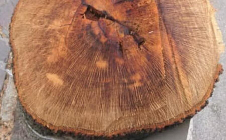 tronco dopo il taglio (foto da google)
