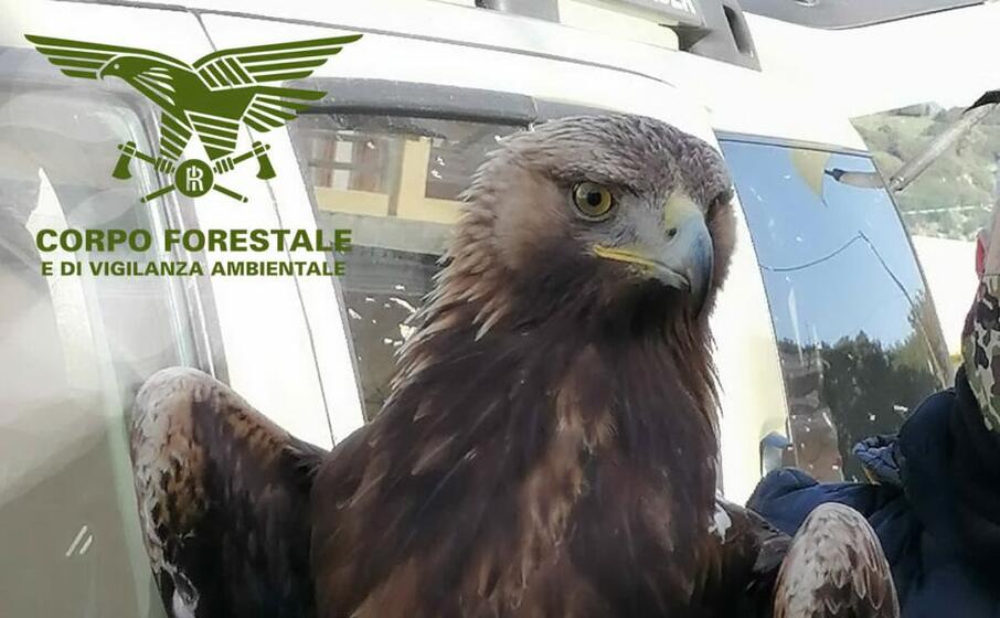 l aquila soccorsa