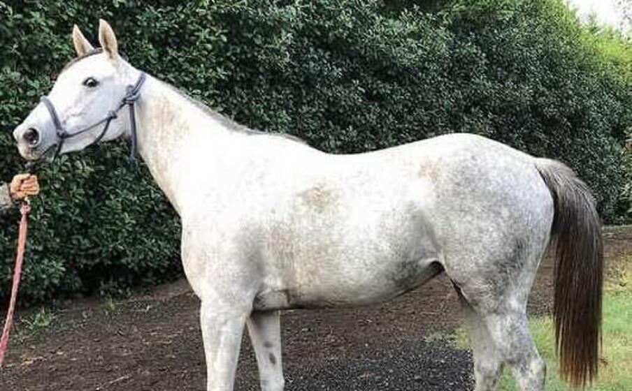 bomodel da clodia uno degli animali morti nel traghetto moby aki (foto busia)