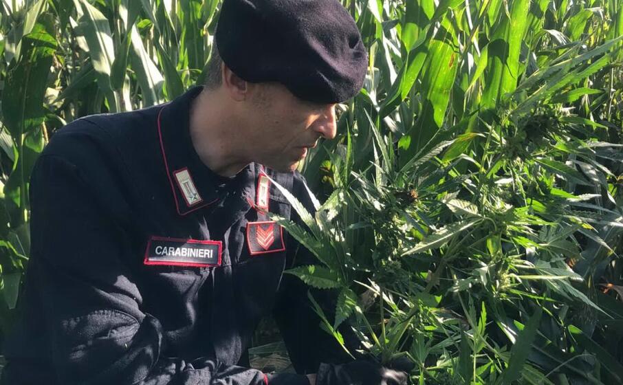 marijuana sequestrata pabillonis (carabinieri)