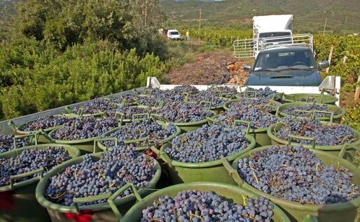 La prima vendemmia arzanese a Quirra (foto Simone Loi)