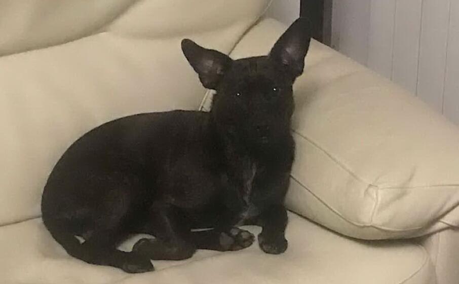 libero nella sua nuova casa (foto orbana)