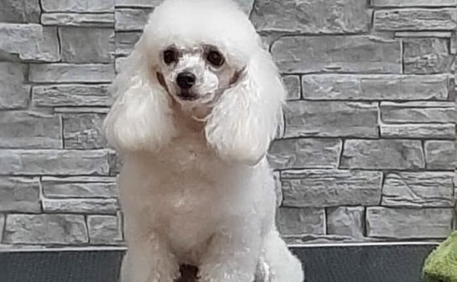 la cagnolina glicy (ansa)