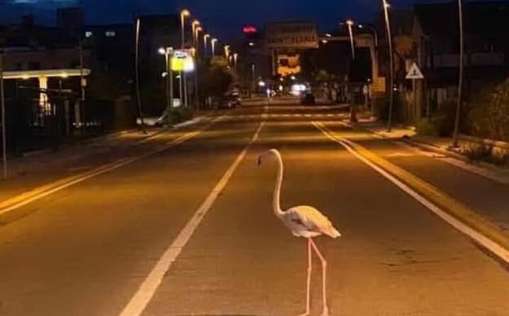 strade deserte in tutta italia a cagliari spunta un fenicottero