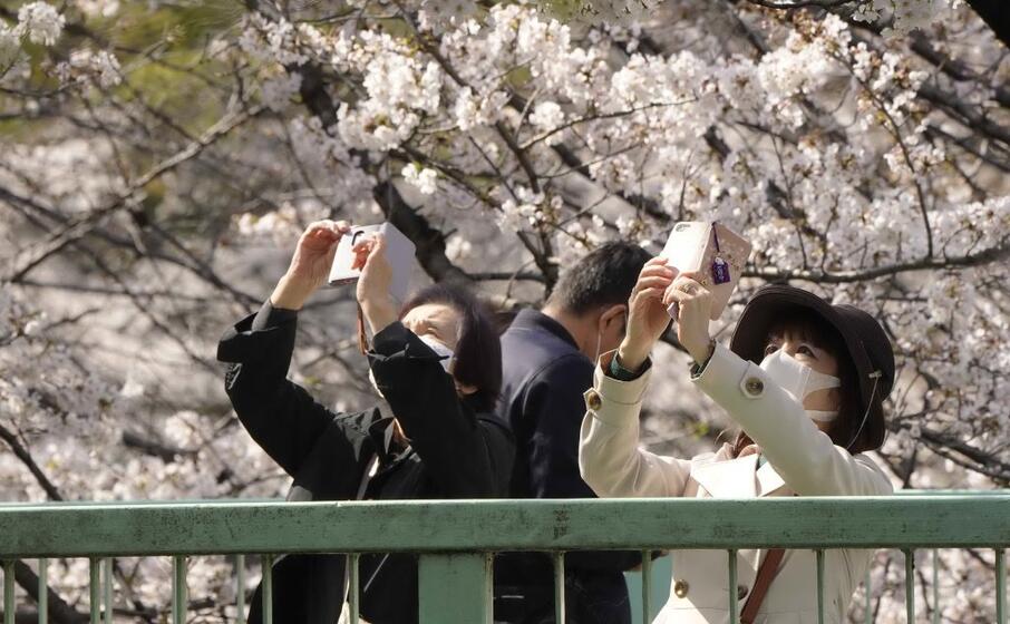 si chiama hanami