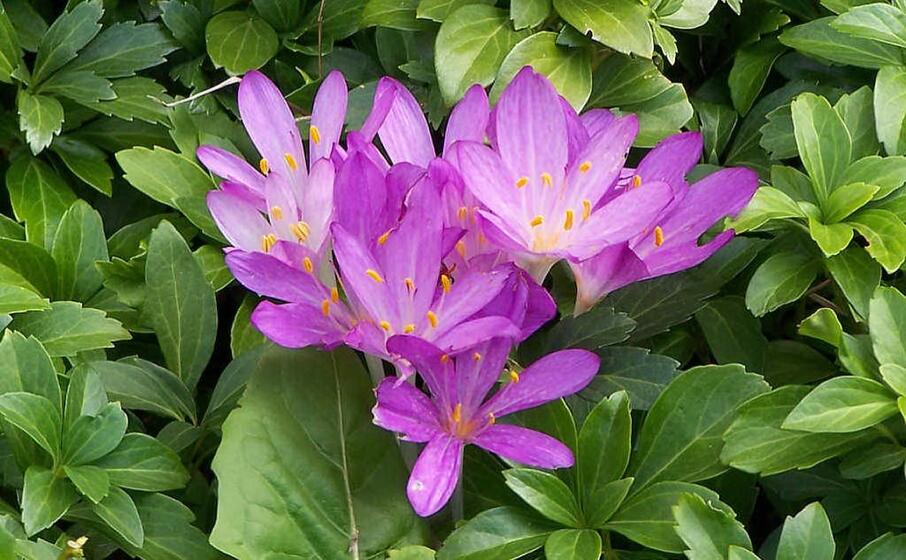 i fiori di falso zafferano (foto wikipedia)