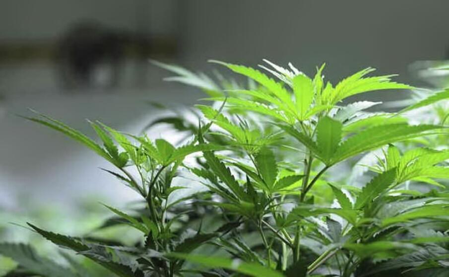piante di marijuana (ansa)