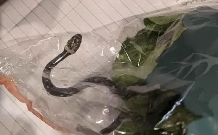 la foto del serpente scattata da alexander white (dal guardian)